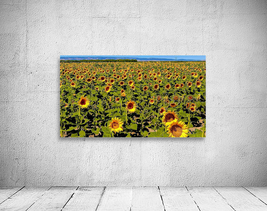 The Sunflower Sea Wall Preview