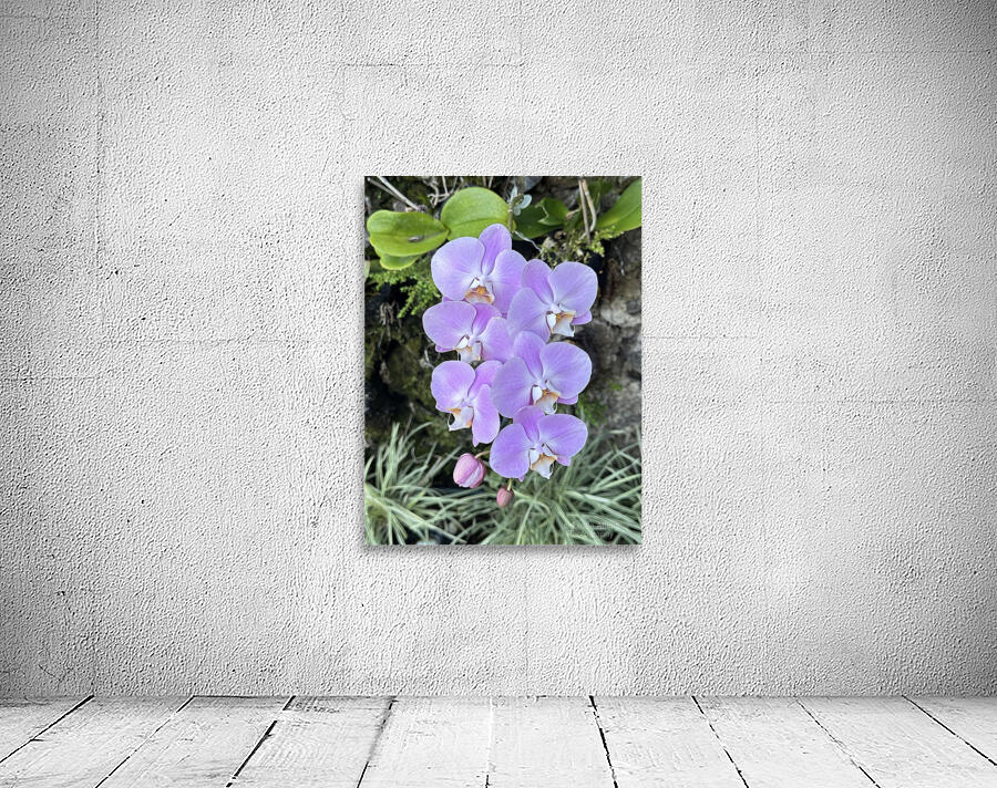 Orchid Wall Preview