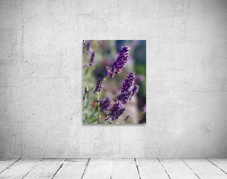 Lavender  Wall Preview