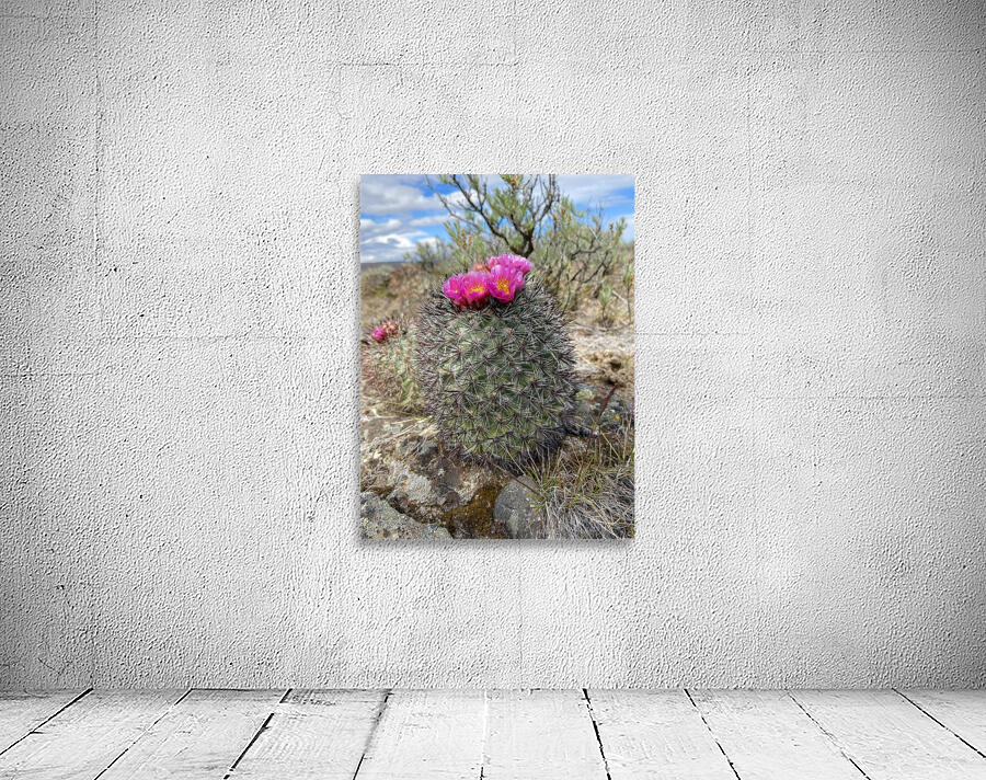 Barrel Cactus Wall Preview