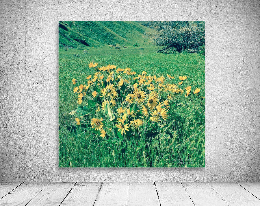 Balsam Root Wall Preview