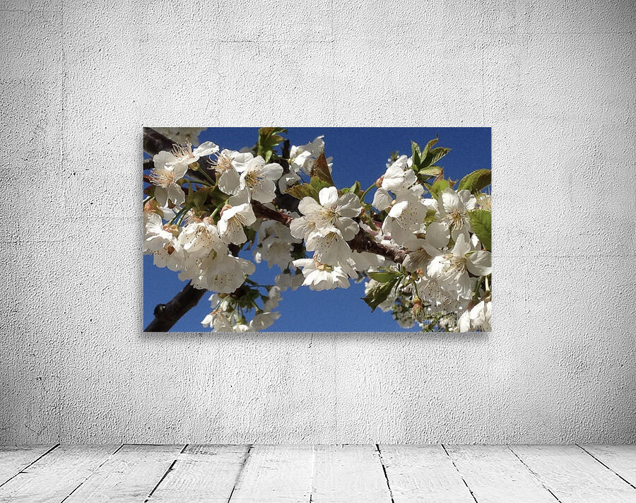 White Cherry Blossoms  -1 Wall Preview
