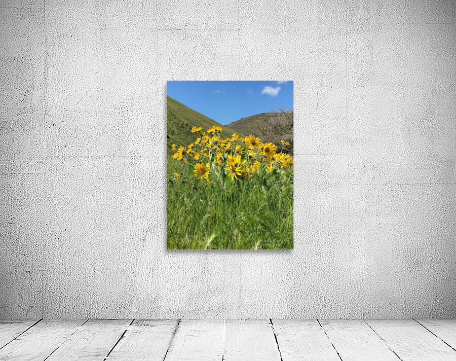 Balsam Root Wildflowers Wall Preview