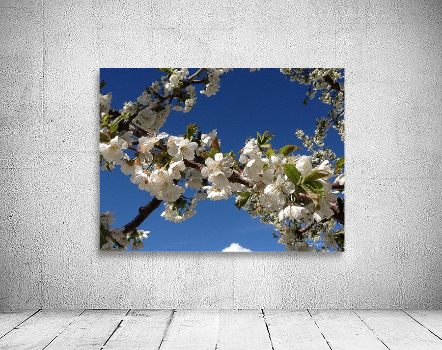 White Cherry Blossom -2 Wall Preview