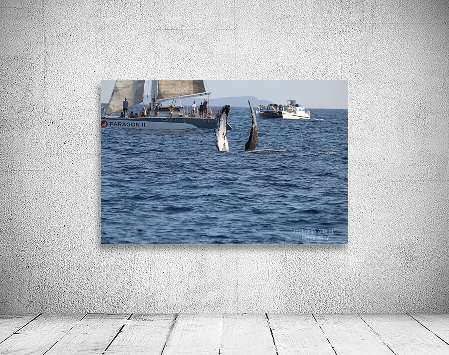 IMG 3367 Wall Preview