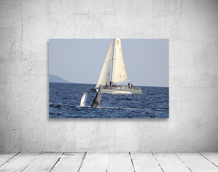 IMG 3372 Wall Preview