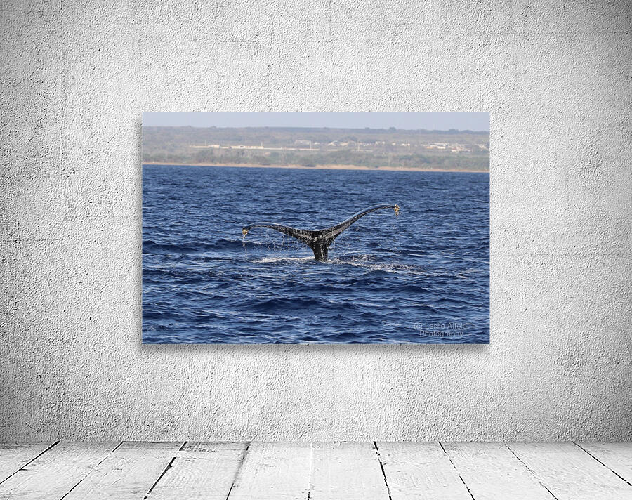 IMG 3379 Wall Preview