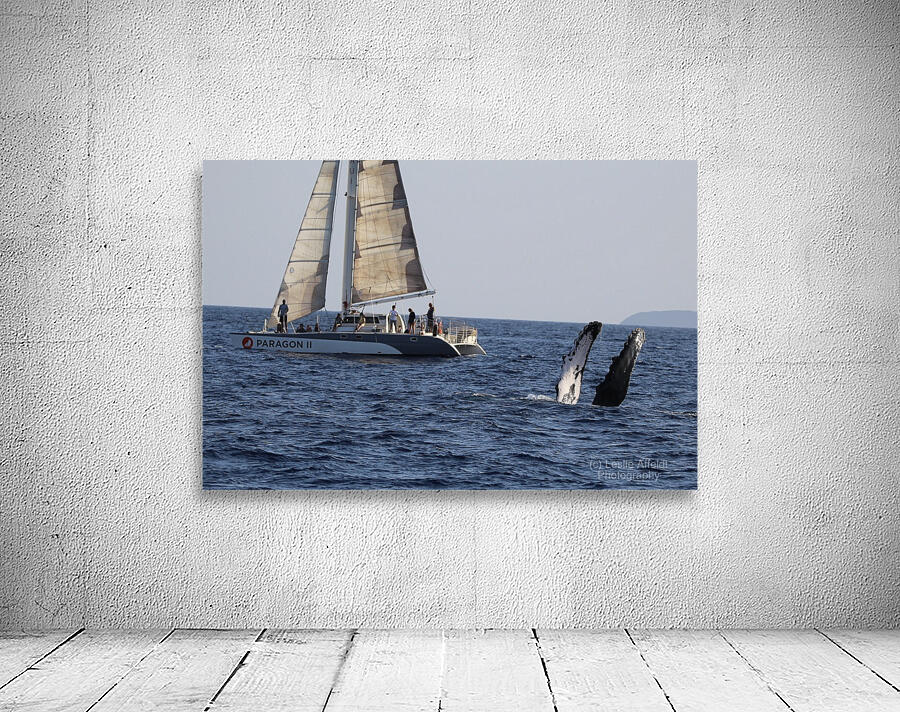 IMG 3370 Wall Preview