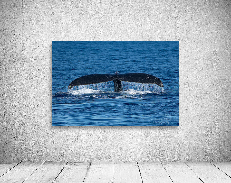 DSC09148 Wall Preview