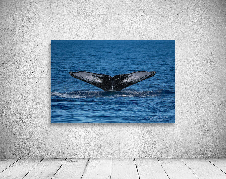 DSC09153 Wall Preview