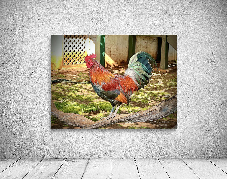 Maui Rooster Wall Preview
