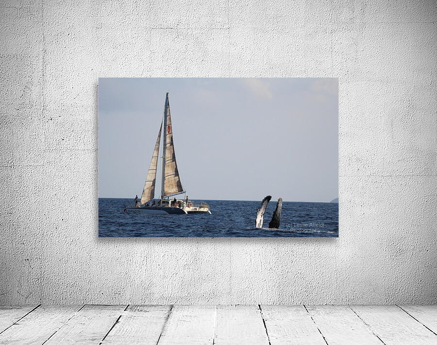 IMG 3371 Wall Preview