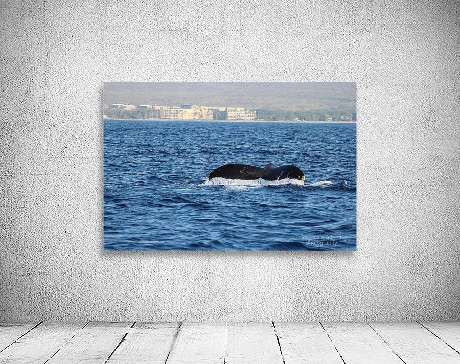 IMG 3391 Wall Preview