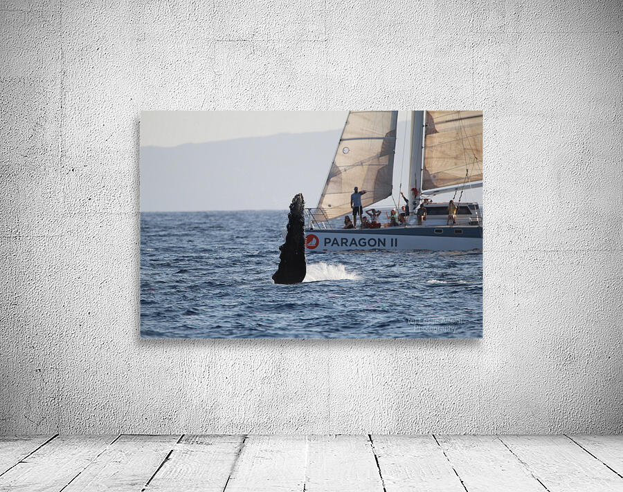 IMG 3364 Wall Preview