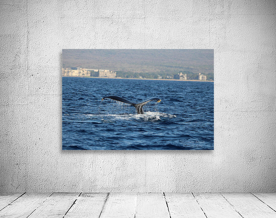 IMG 3392 Wall Preview