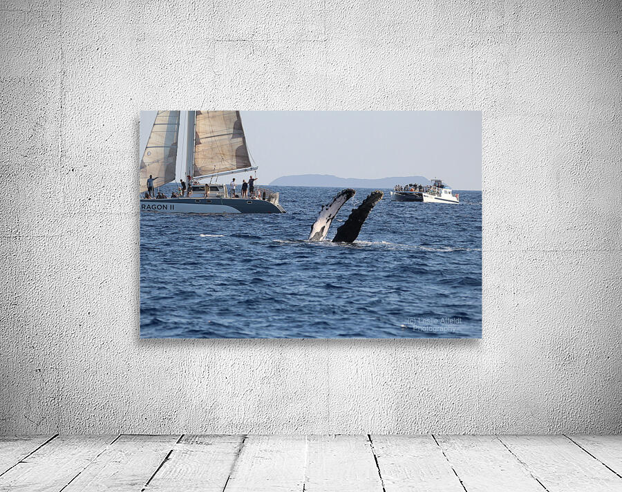 IMG 3369 Wall Preview