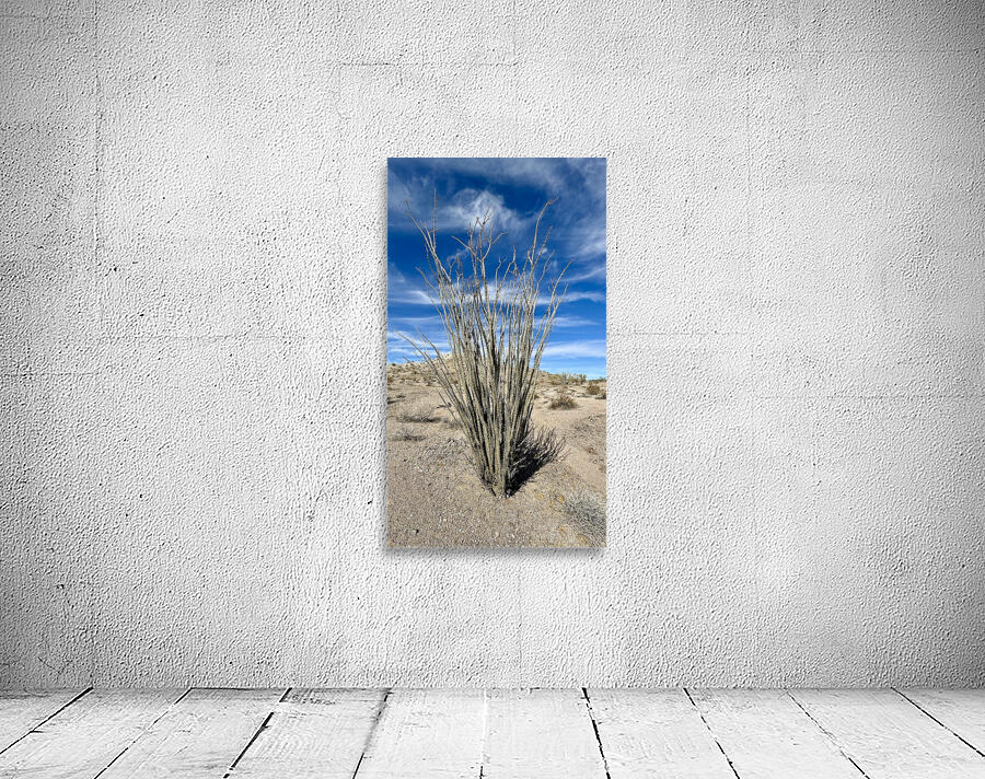 Ocotillo  Wall Preview