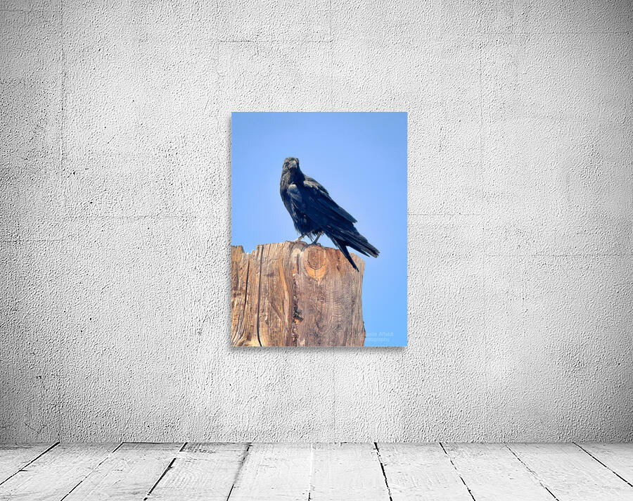 Raven - guardian of the Grand Canyon  Wall Preview