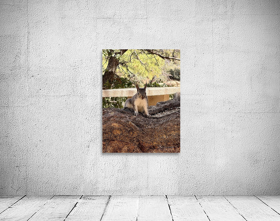 Albert’s Squirrel -2 Wall Preview