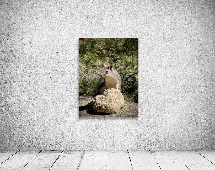 Albert’s Squirrel -1 Wall Preview