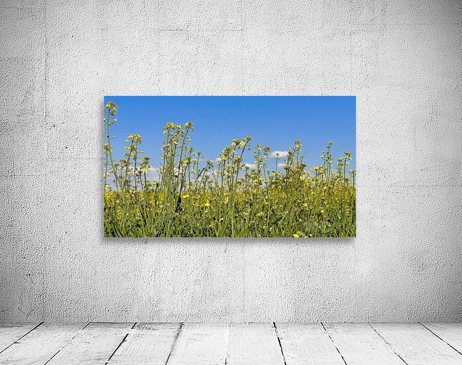 Canola Flowers Wall Preview
