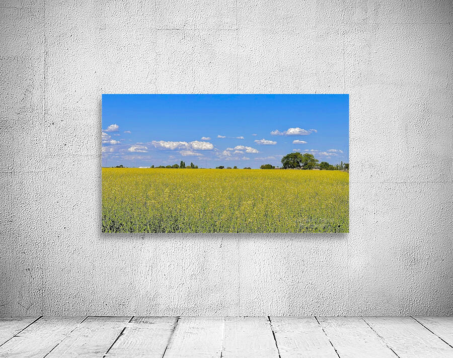 Holy Canola  Wall Preview