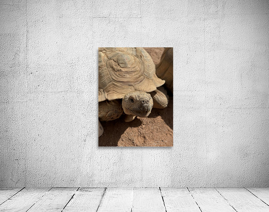 Happy Tortoise -2 Wall Preview