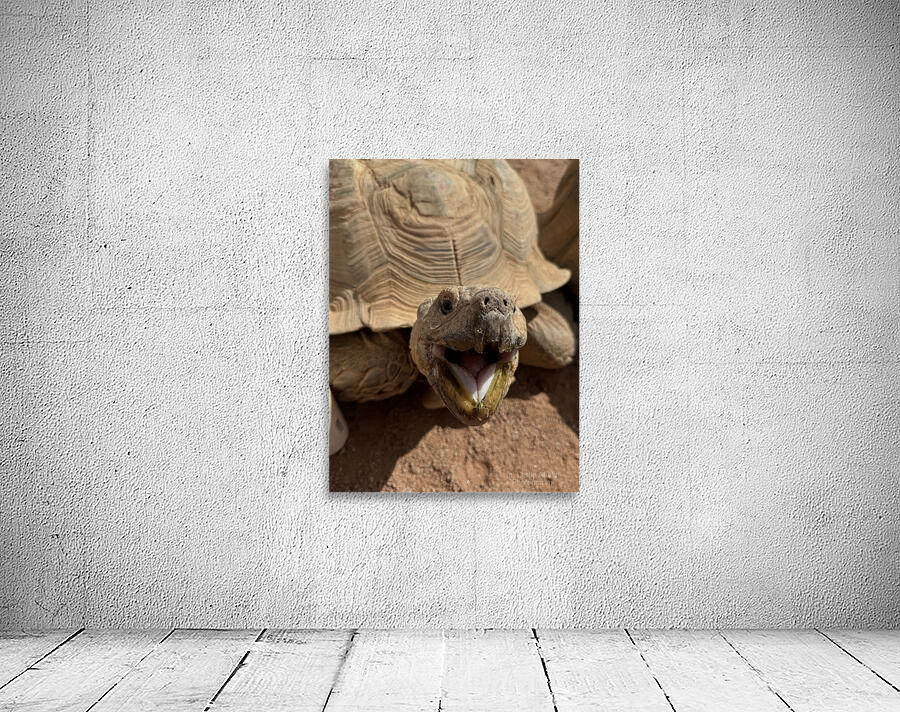 Happy Tortoise Wall Preview