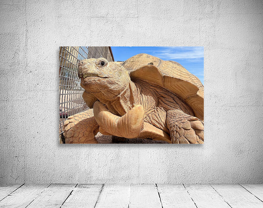 Arizona Tortoise Wall Preview