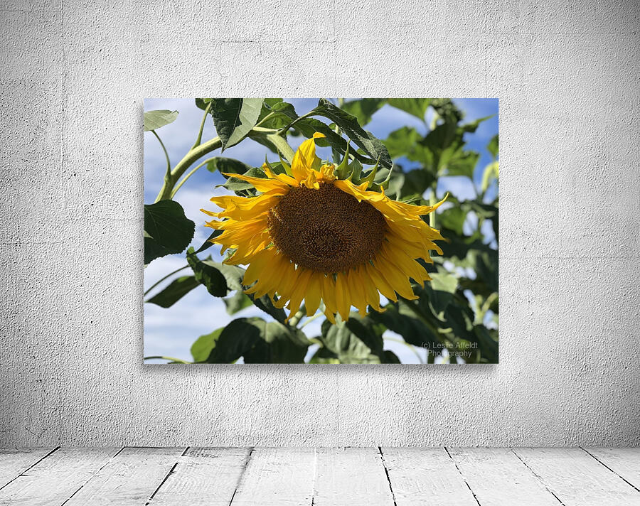 Sunflower Love -2 Wall Preview