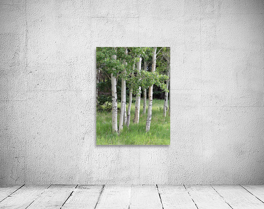 The Earth has music for those who listen. Aspens in Flagstaff Wall Preview