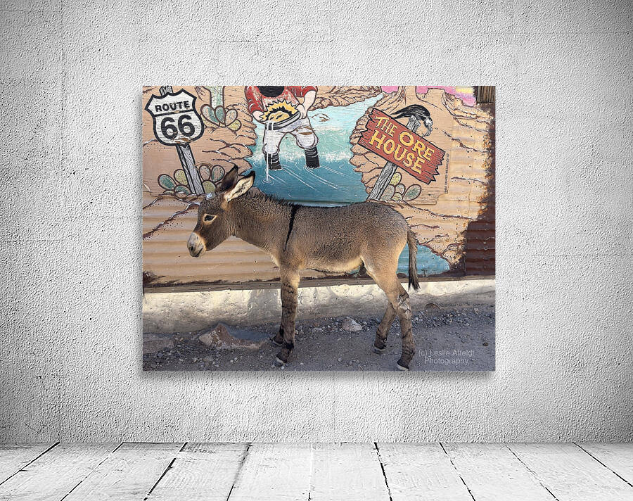 Baby “Ranger” - Oatman Arizona Wall Preview