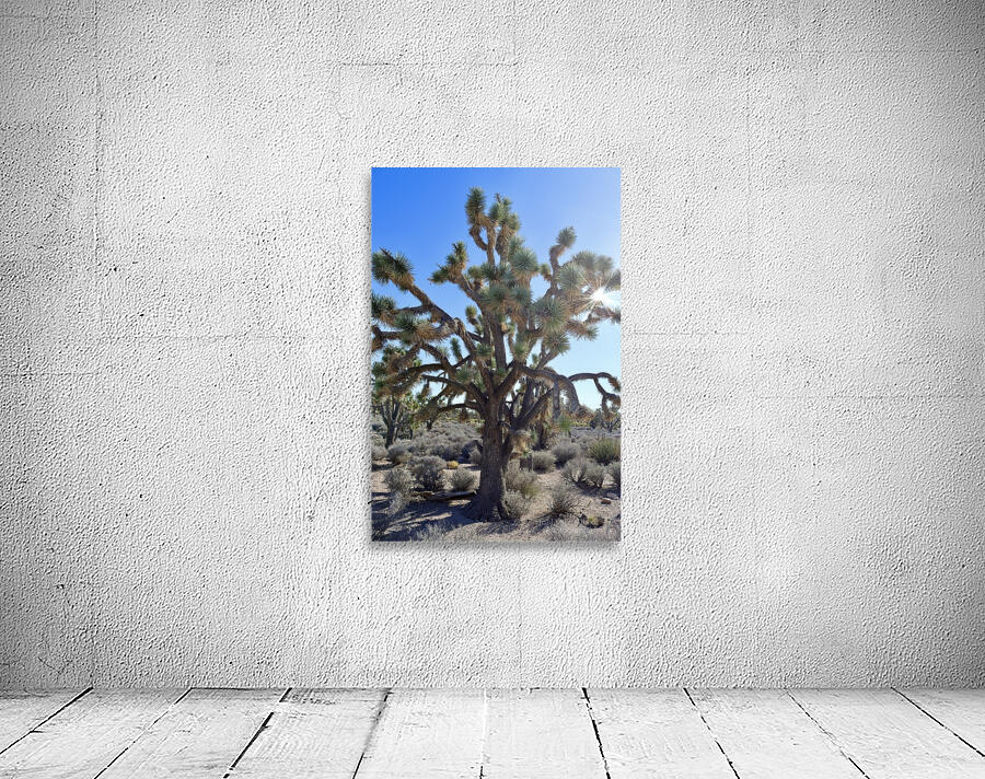 Joshua Tree w sunlight Wall Preview