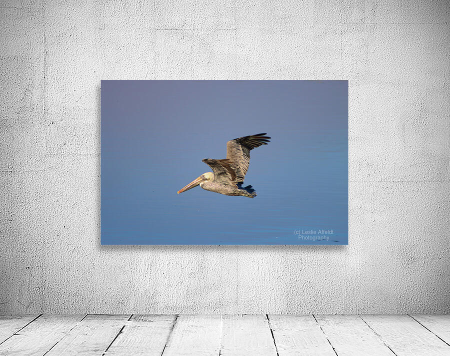 Baja Brown Pelicans- 3 Wall Preview