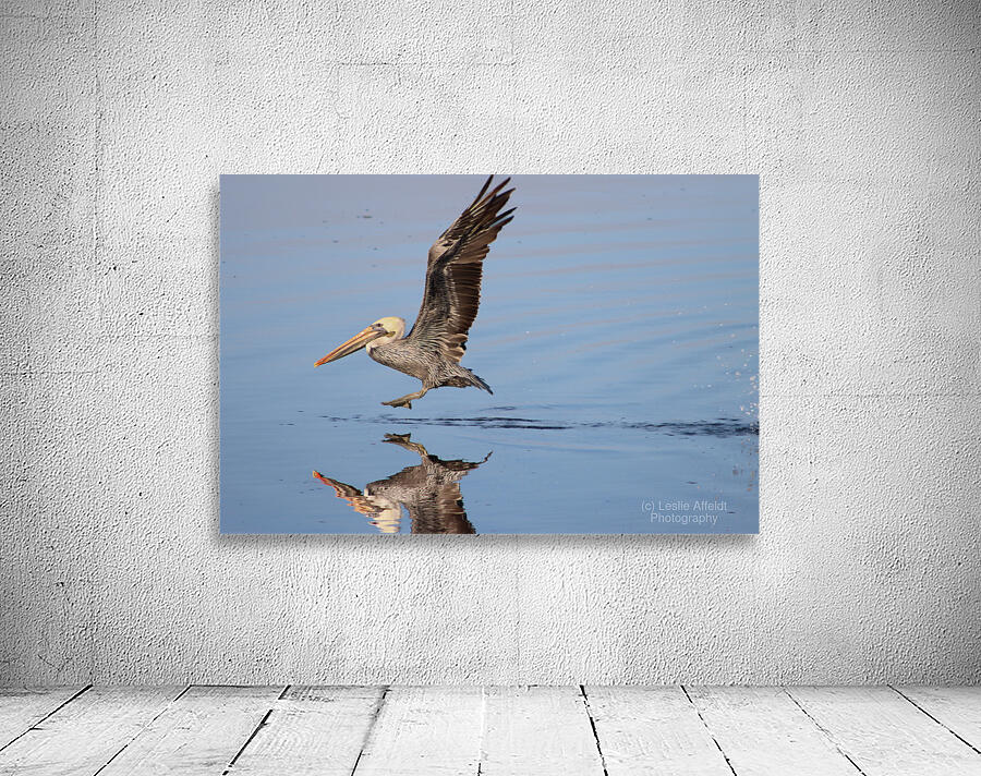 Baja Brown Pelicans - 2 Wall Preview