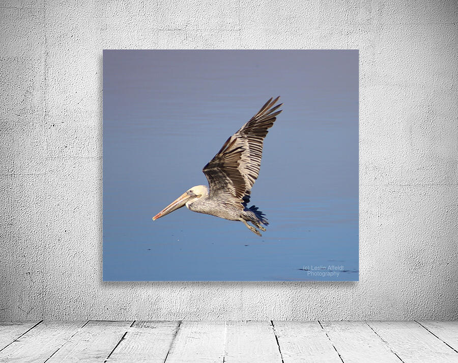 Baja Brown Pelicans -1 Wall Preview