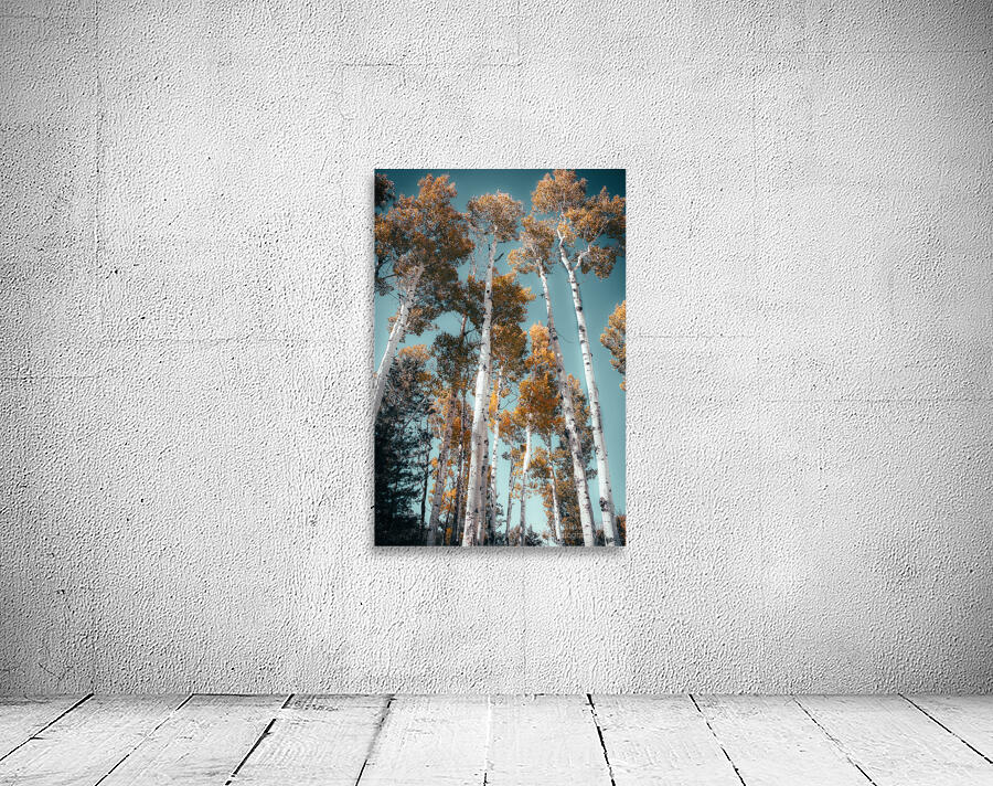 Blue skies and Aspen leaves Wall Preview