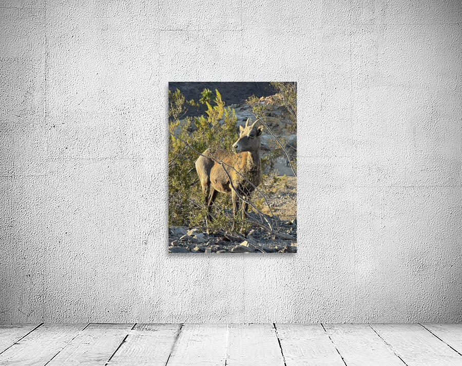 Big Horn Sheep in the golden hour Wall Preview