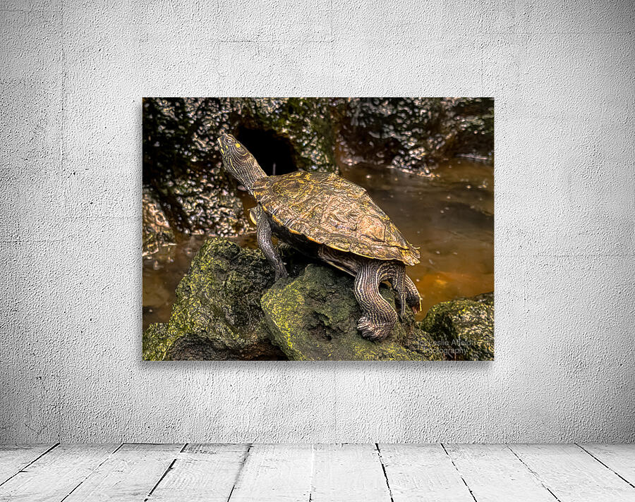 Map Turtle Wall Preview