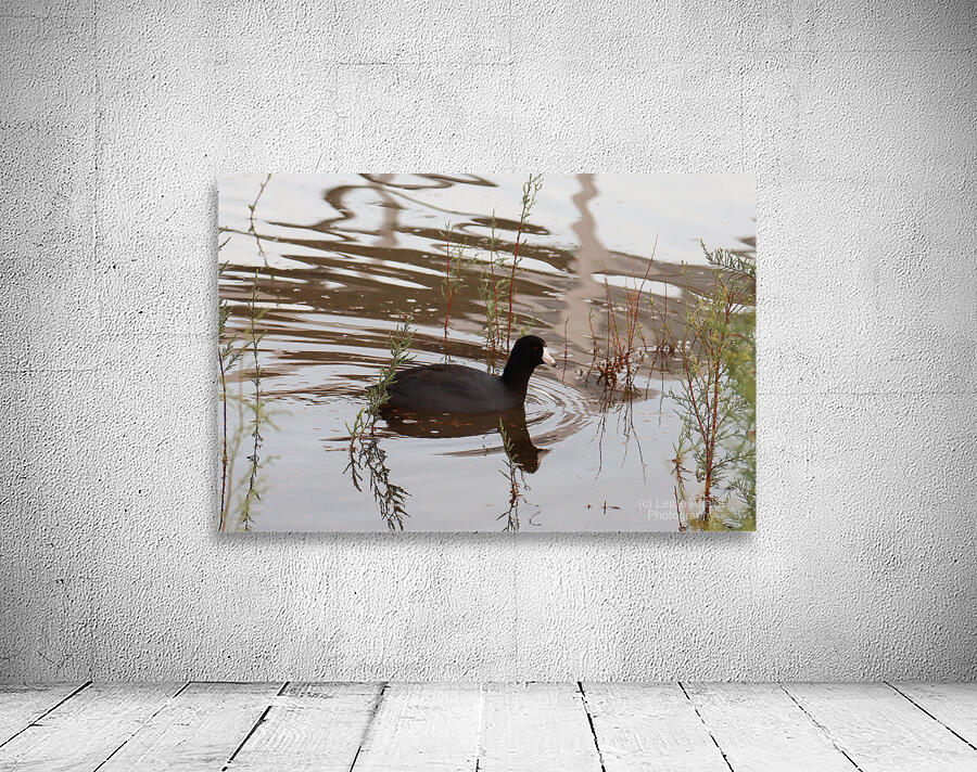 American Coot Wall Preview