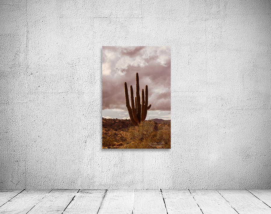 Sunlit Saguaro Wall Preview