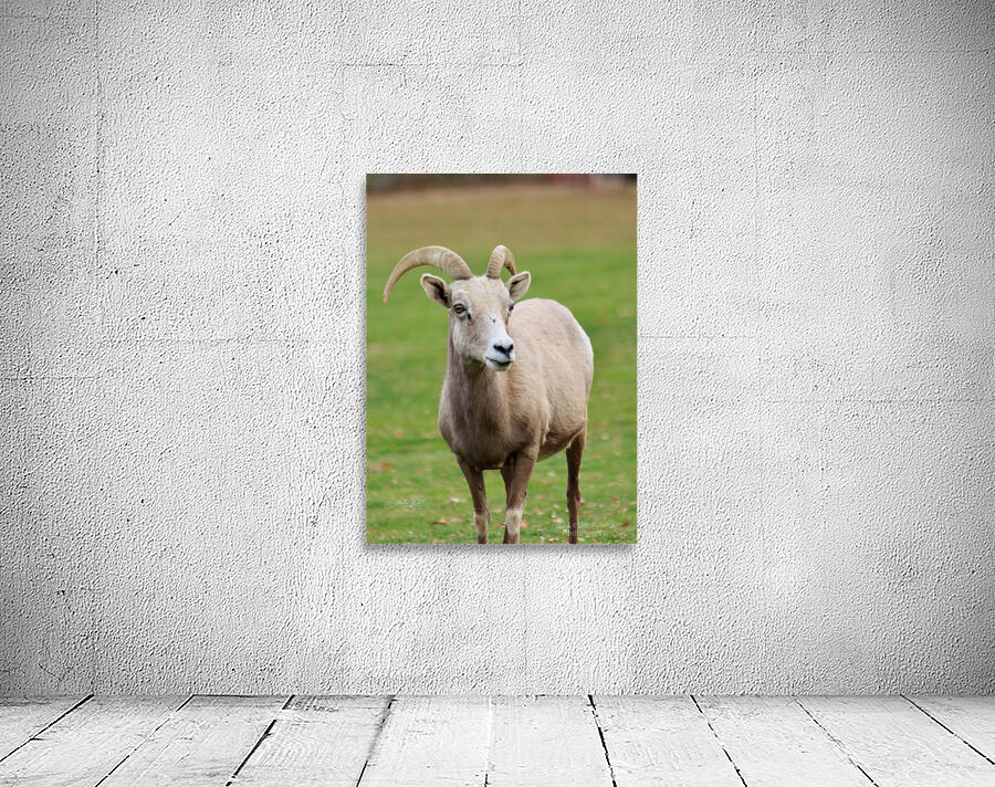 Bighorn Sheep - Nevada 1 Wall Preview