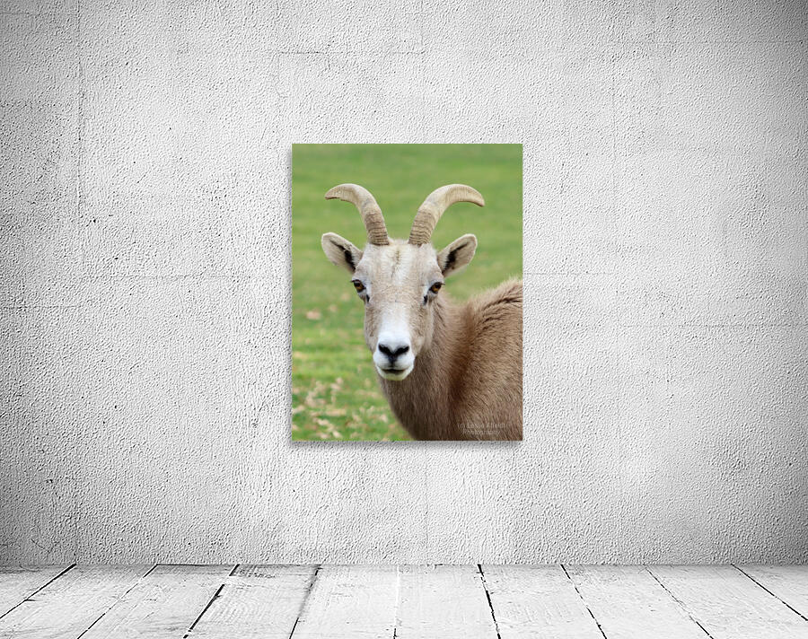 Bighorn Sheep - Nevada 2 Wall Preview