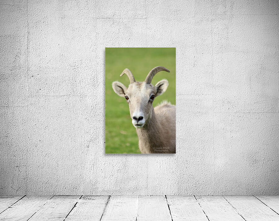 Bighorn Sheep - Heart nose ???? Wall Preview