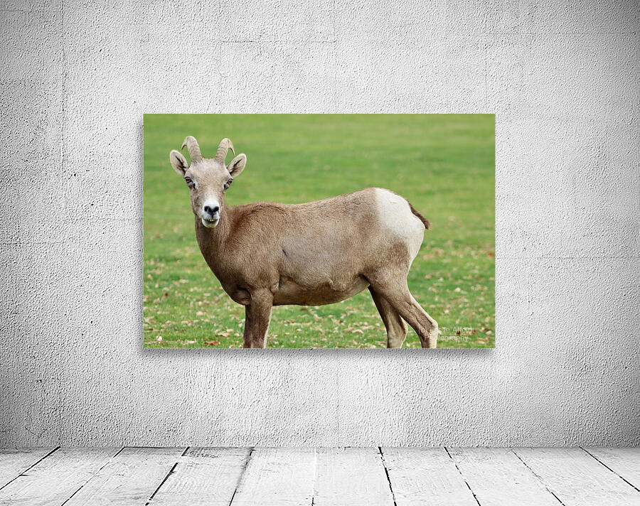 Bighorn Sheep - Nevada 3 Wall Preview