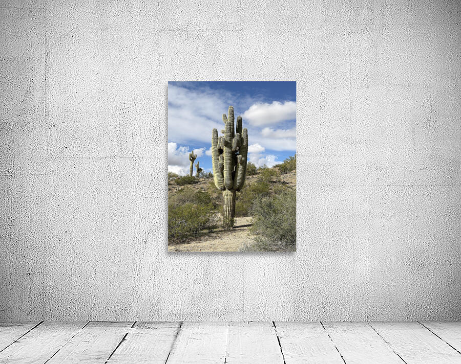 Old Man Saguaro Wall Preview