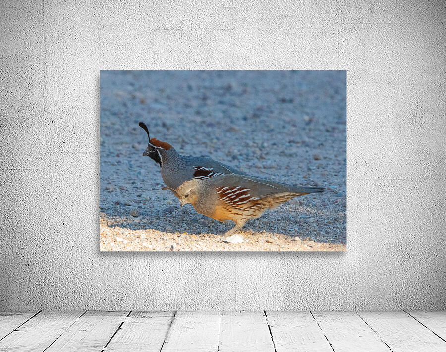 Quail Couple Wall Preview