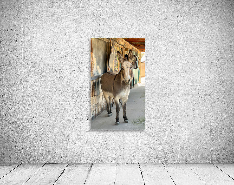 Oliver with “winter chops” Wall Preview