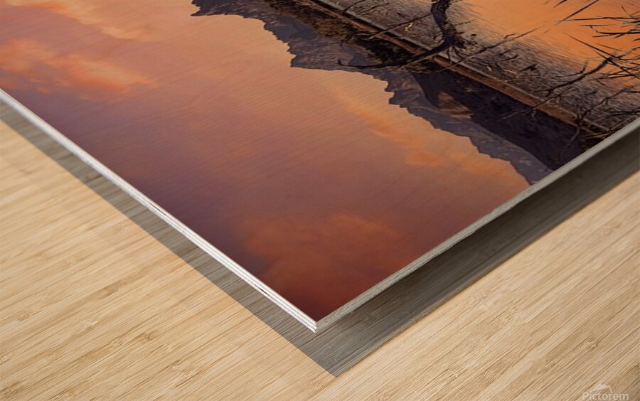 Catfish Paradise  Wood print