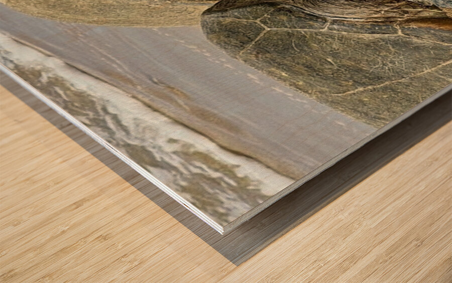 Turtle Couple Wood print